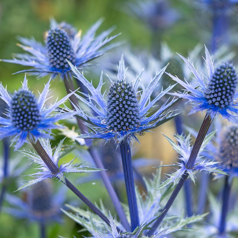 Sea Holly