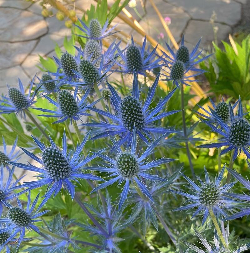 Sea Holly