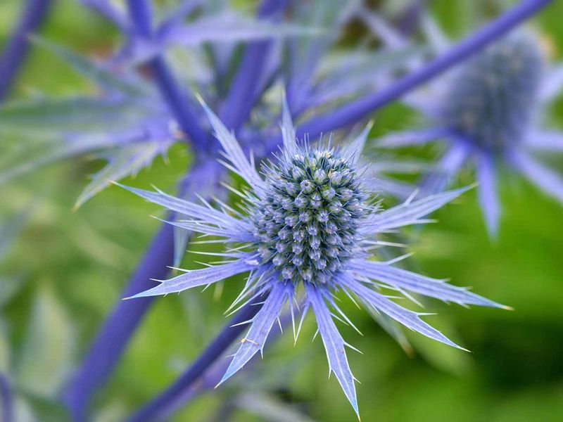 Sea Holly