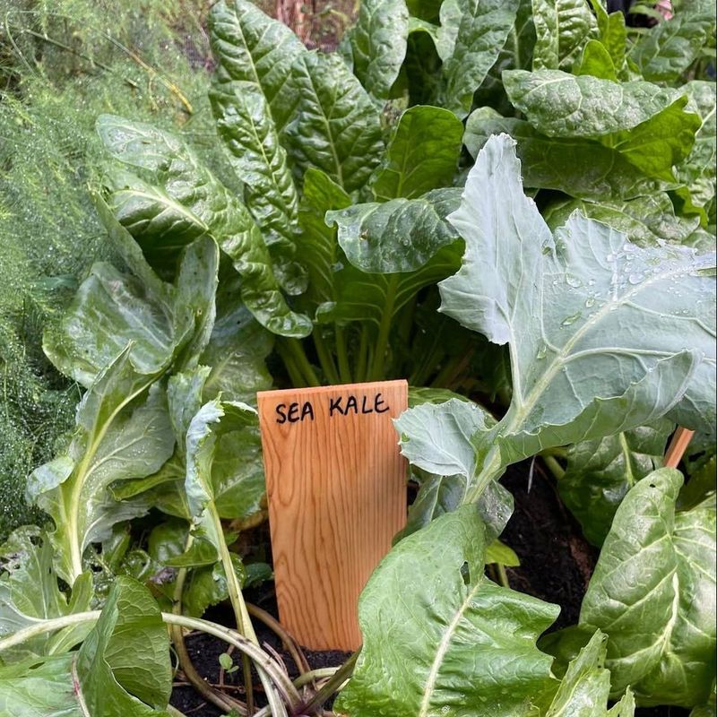 Sea Kale