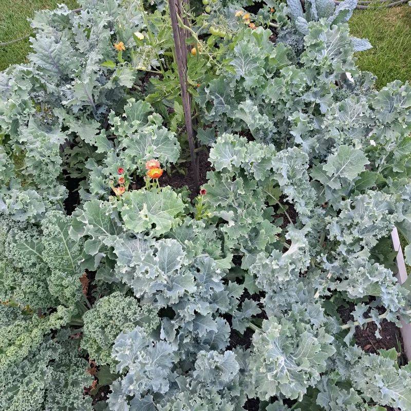 Sea Kale