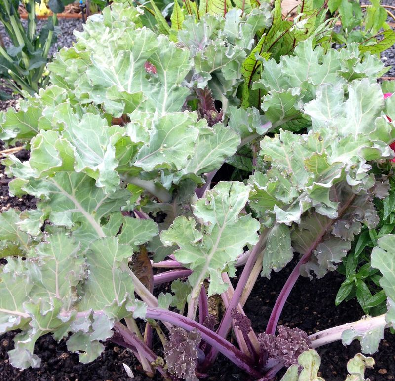 Sea Kale