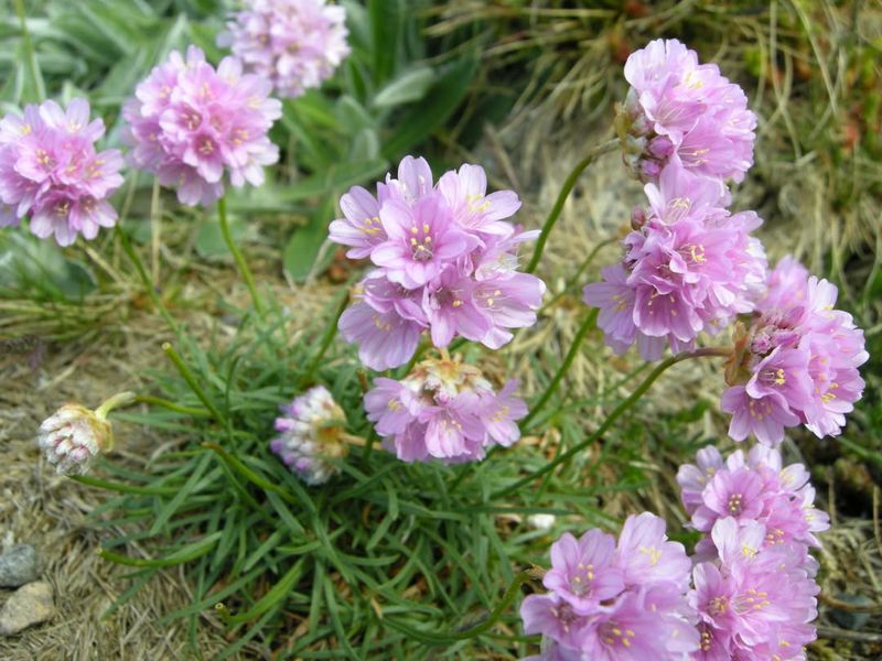 Sea Thrift