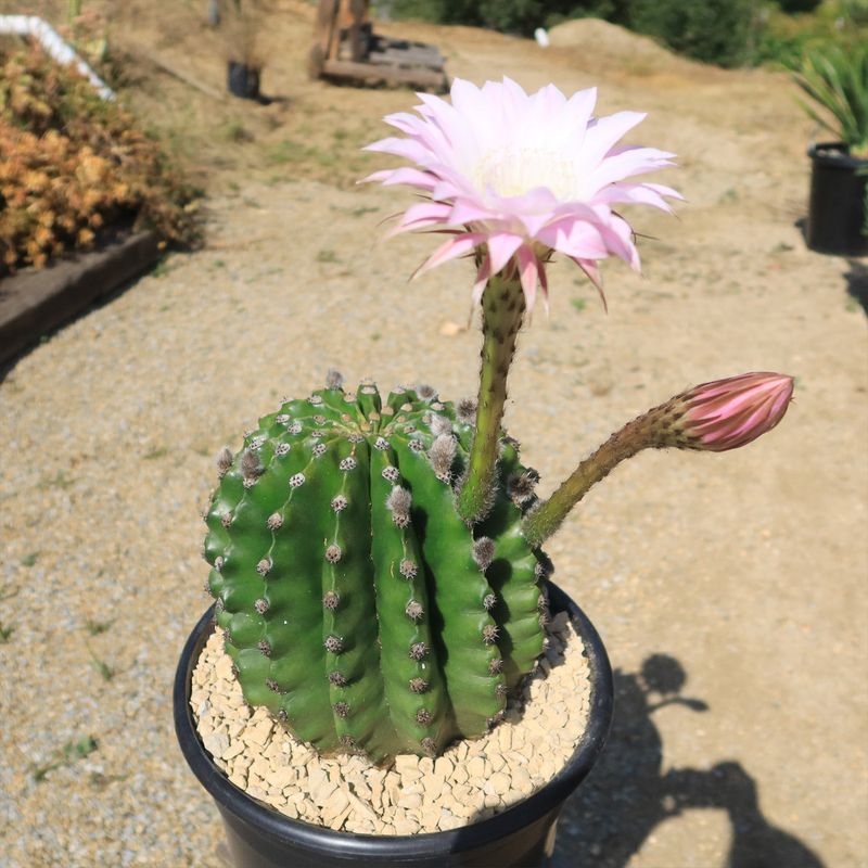 Sea Urchin Cactus