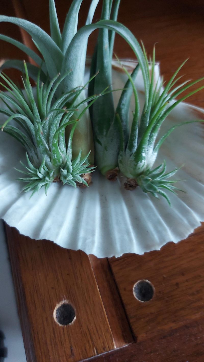 Seashell Air Plant Display