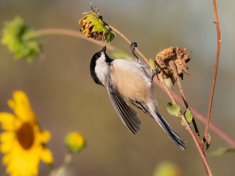 Seasonal Food Varieties