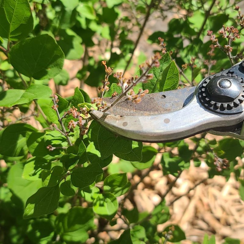 Seasonal Pruning