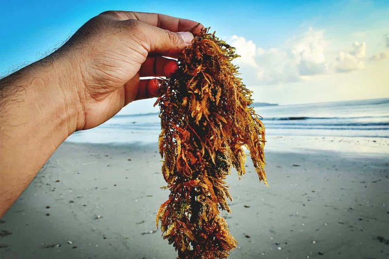 Seaweed Fertilizer: Ocean’s Gift