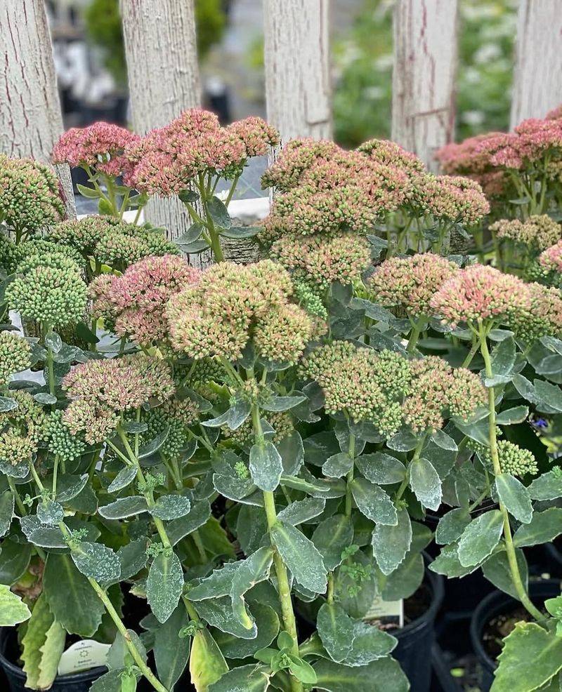 Sedum