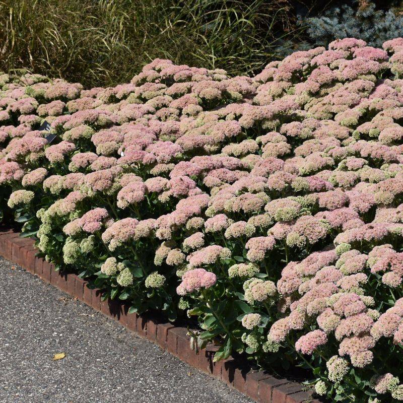 Sedum 'Autumn Joy'