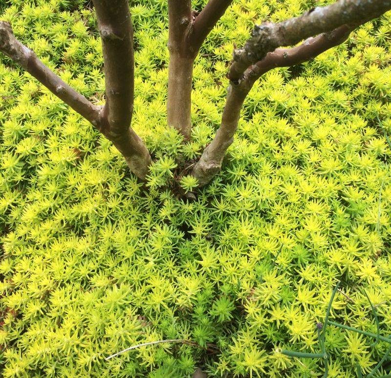 Sedum 'Angelina'