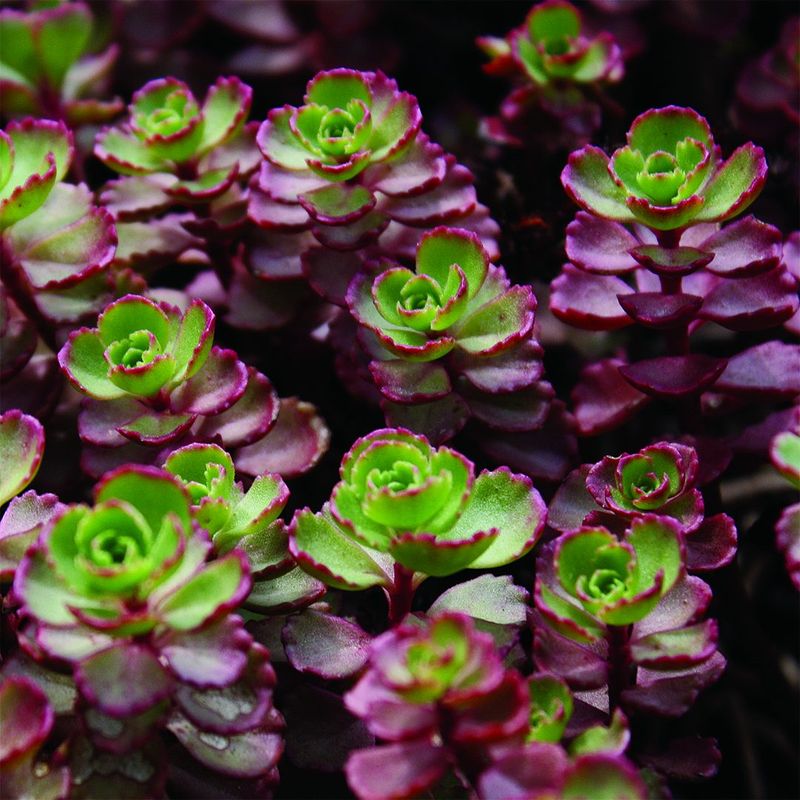 Sedum 'Red Carpet'