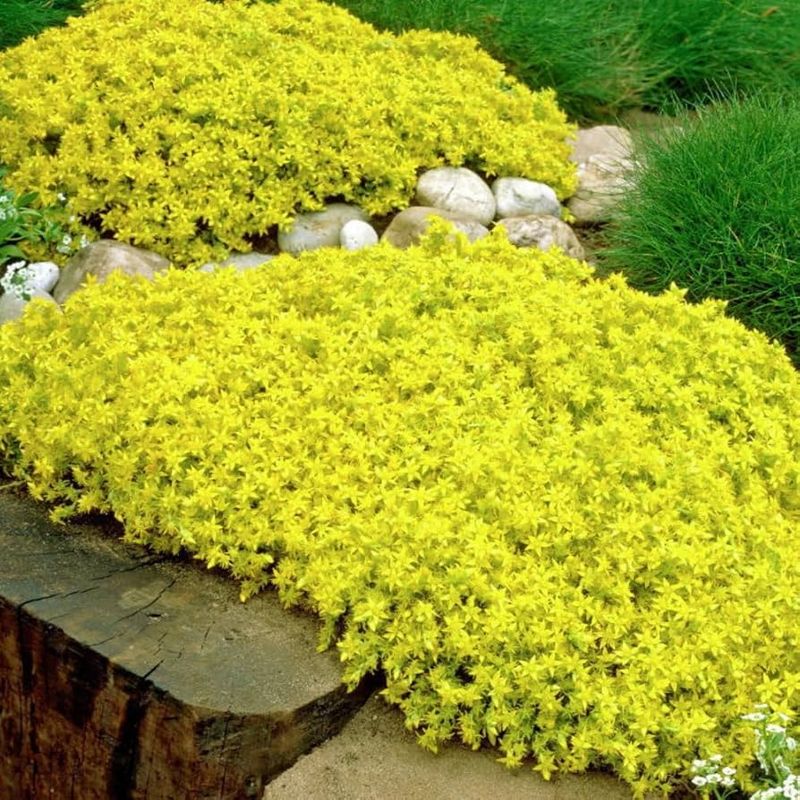 Sedum 'Golden Carpet'