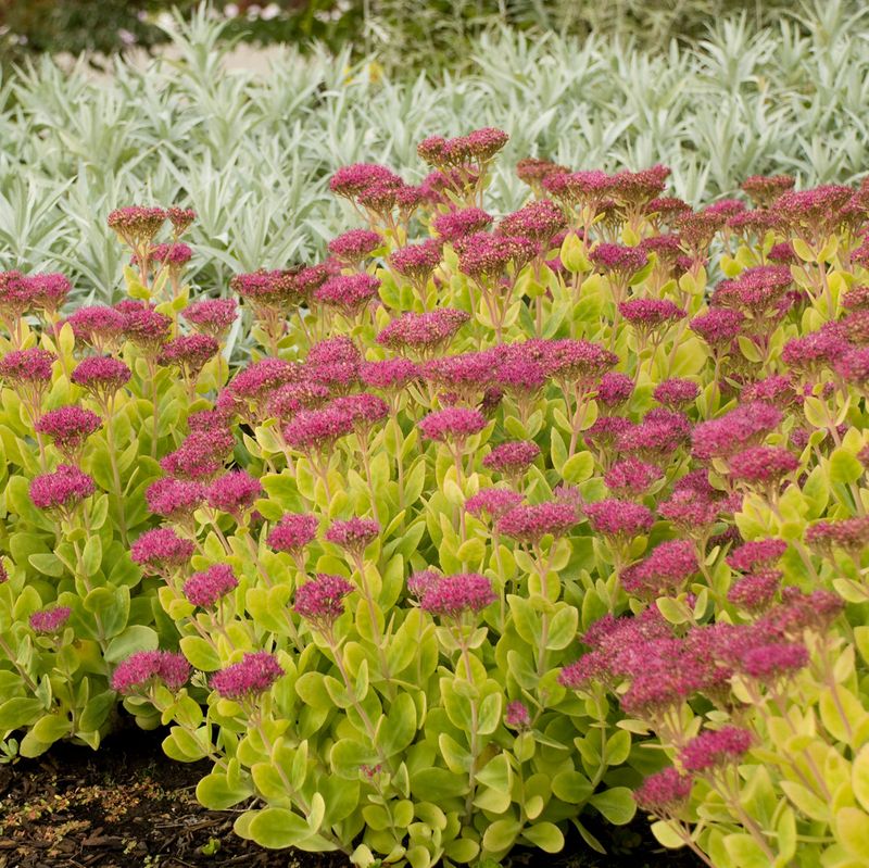 Sedum 'Neon'