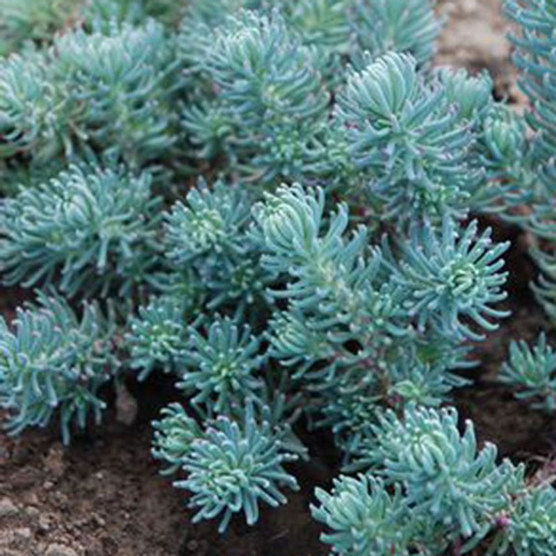 Sedum 'Blue Spruce'