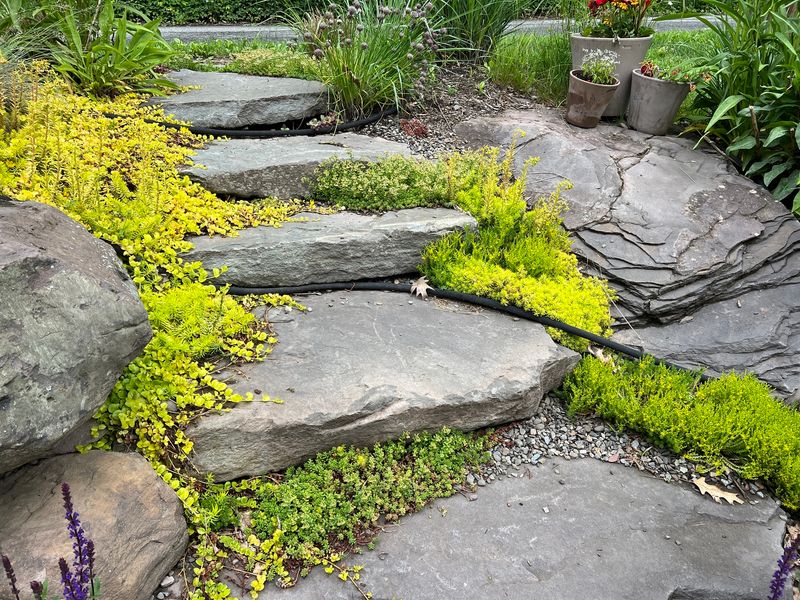 Sedum 'Creeping Jenny'