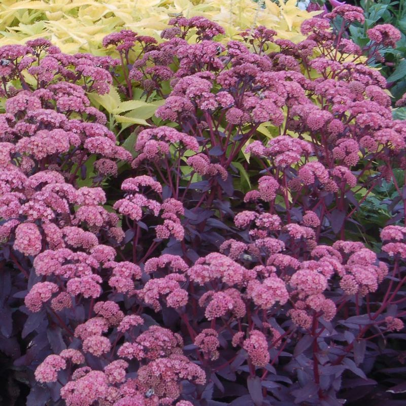 Sedum 'Purple Emperor'