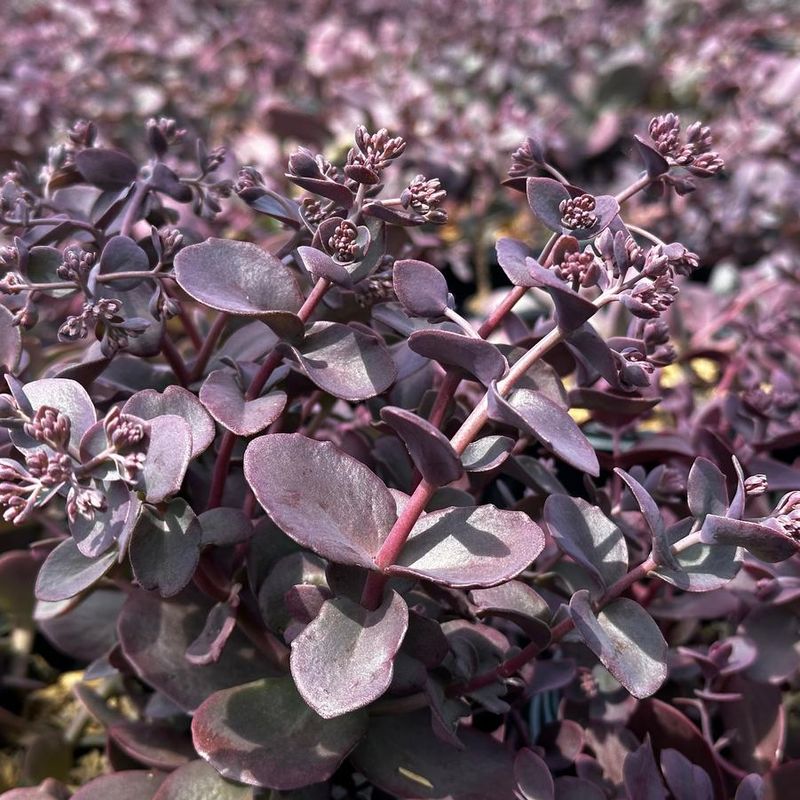 Sedum 'Cherry Tart'