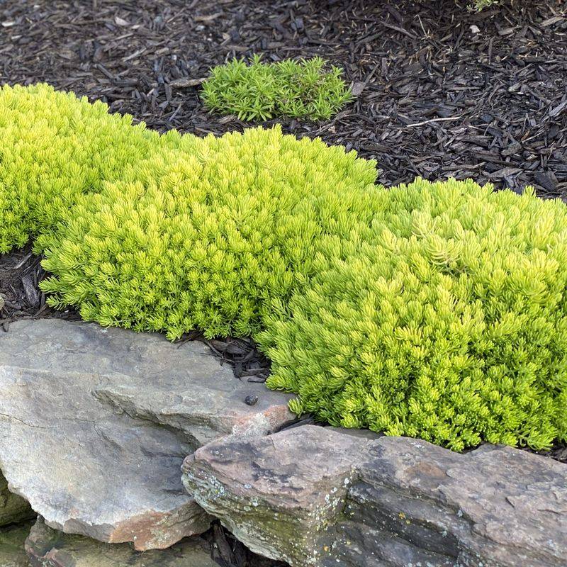 Sedum 'Lemon Coral'