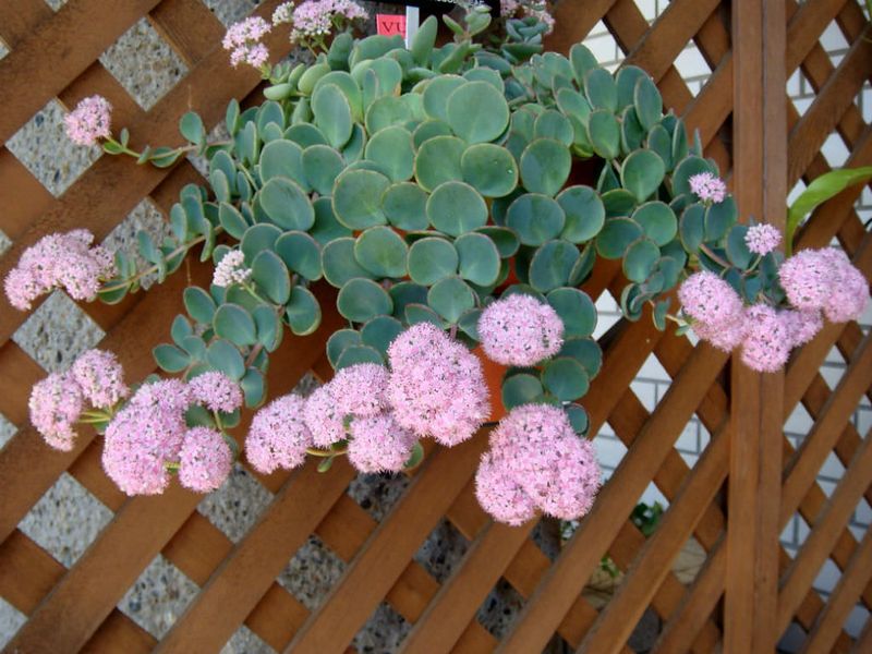 Sedum 'Sieboldii'