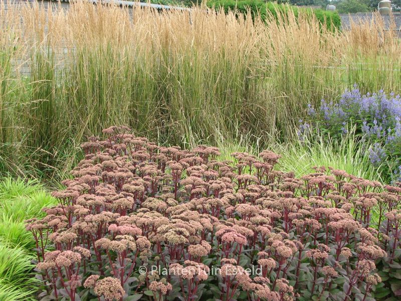 Sedum 'Matrona'