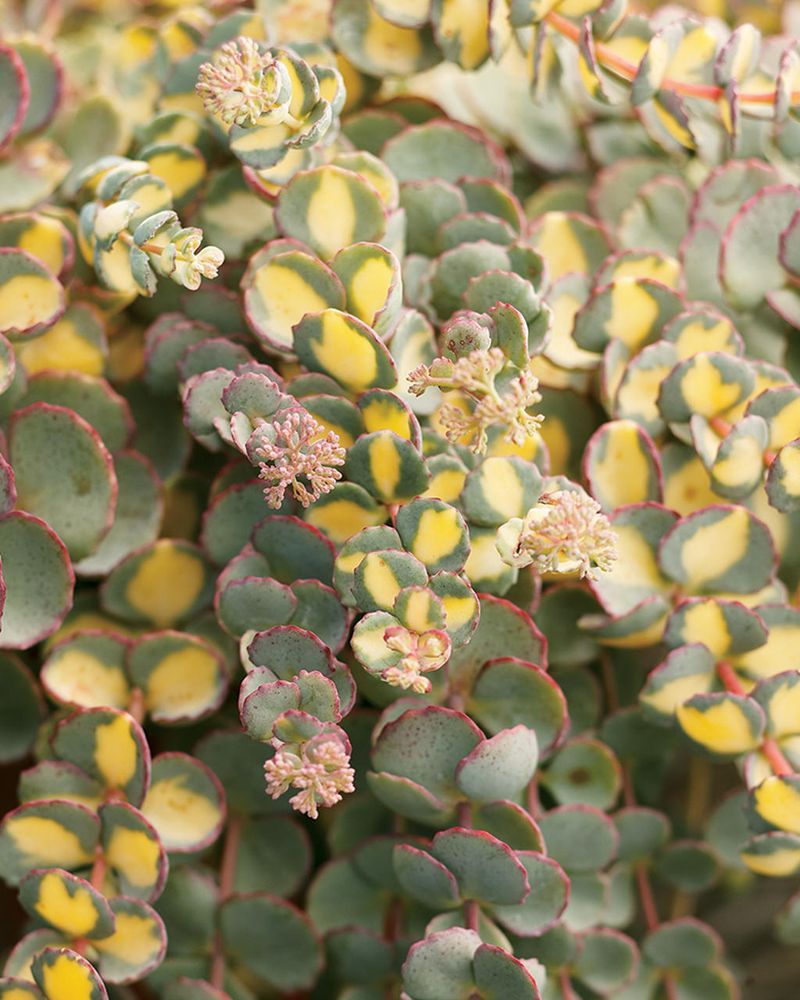 Sedum 'Mediovariegatum'