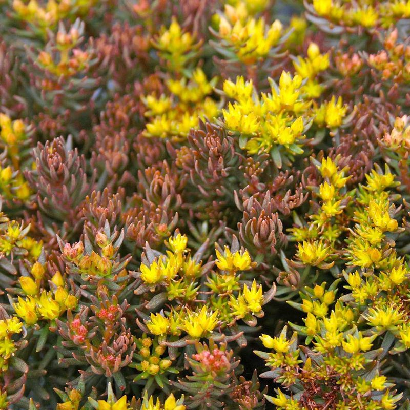 Sedum 'Chocolate Ball'