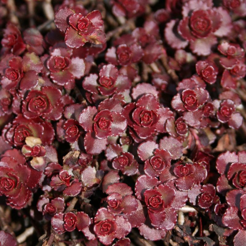 Sedum 'Fuldaglut'