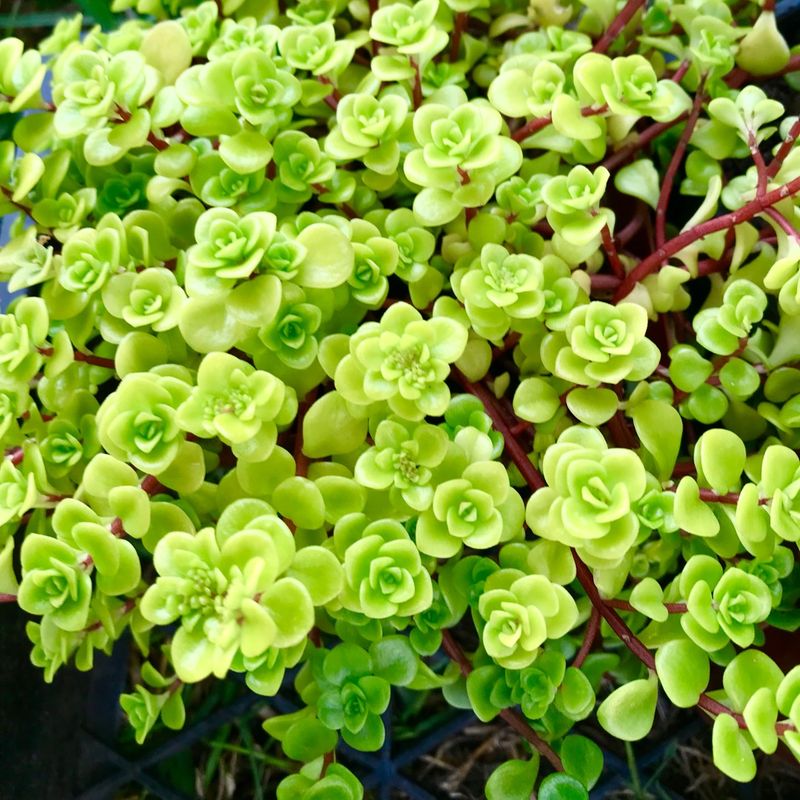 Sedum 'Limelight'