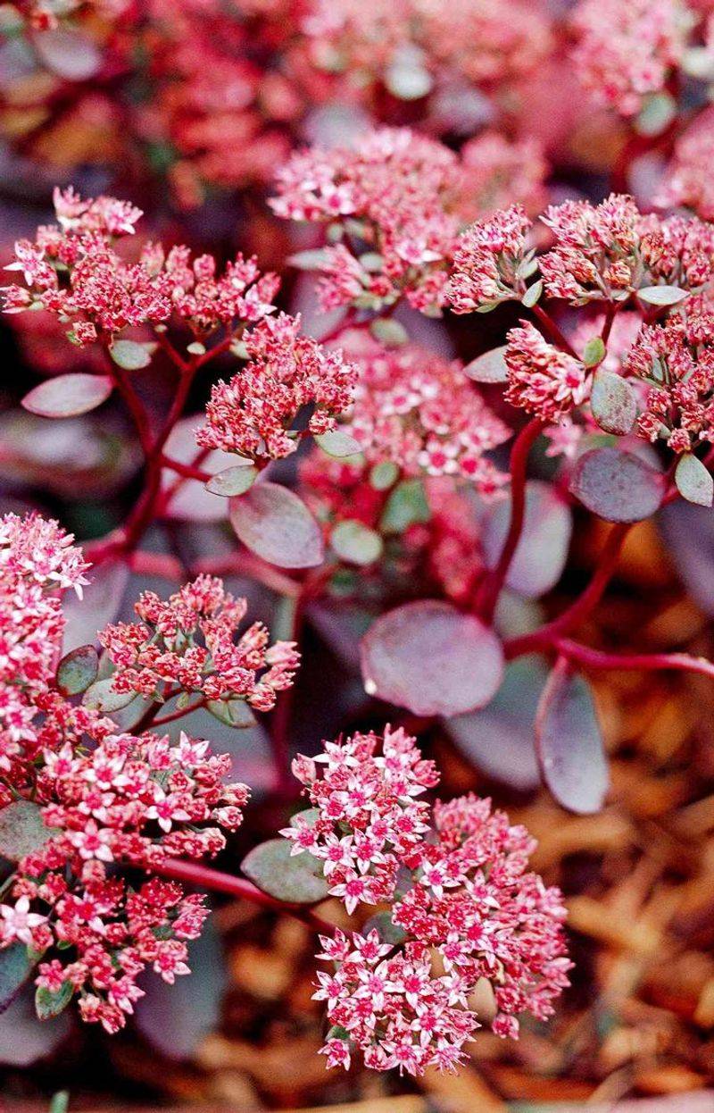 Sedum