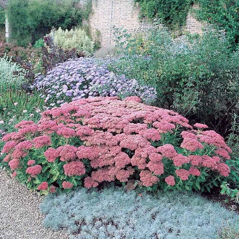 Sedum