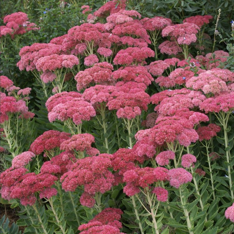 Sedum Autumn Joy