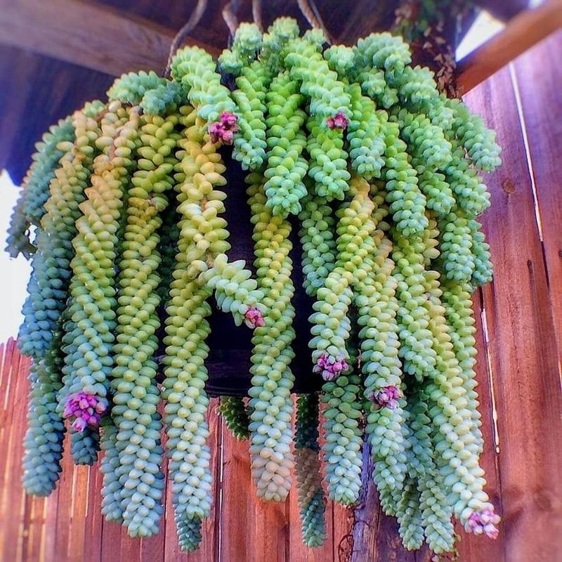 Sedum Morganianum