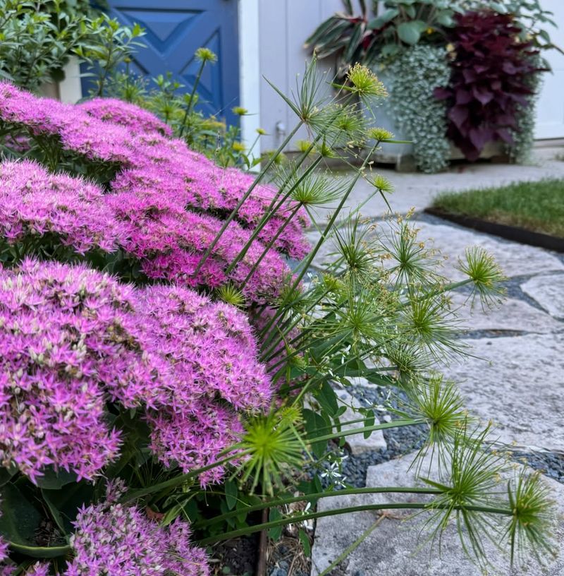 Sedum (Sedum spectabile)