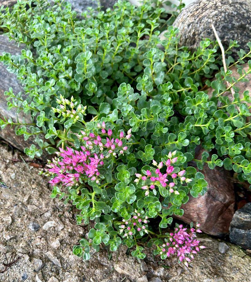 Sedum Spurium