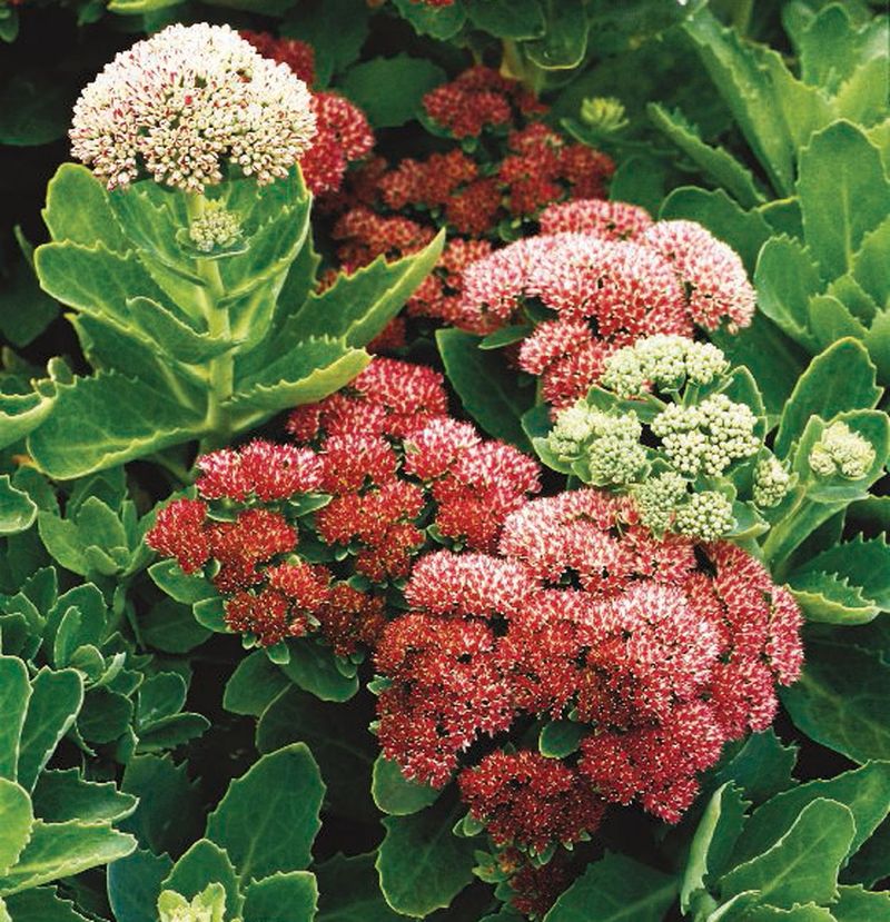 Sedum Spurium