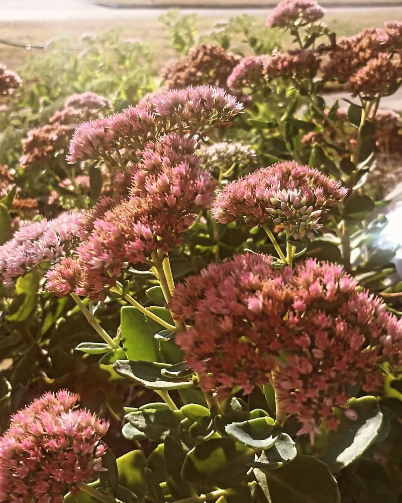 Sedums