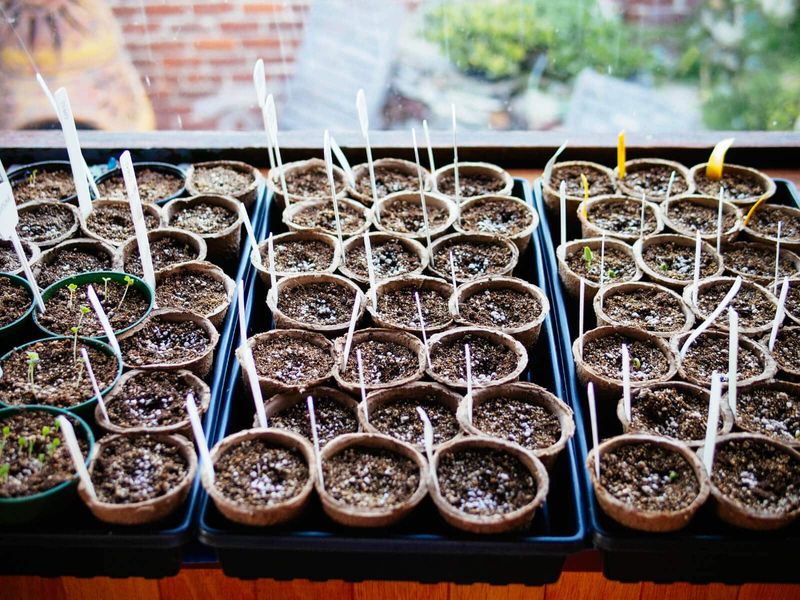 Seed Germination Aid