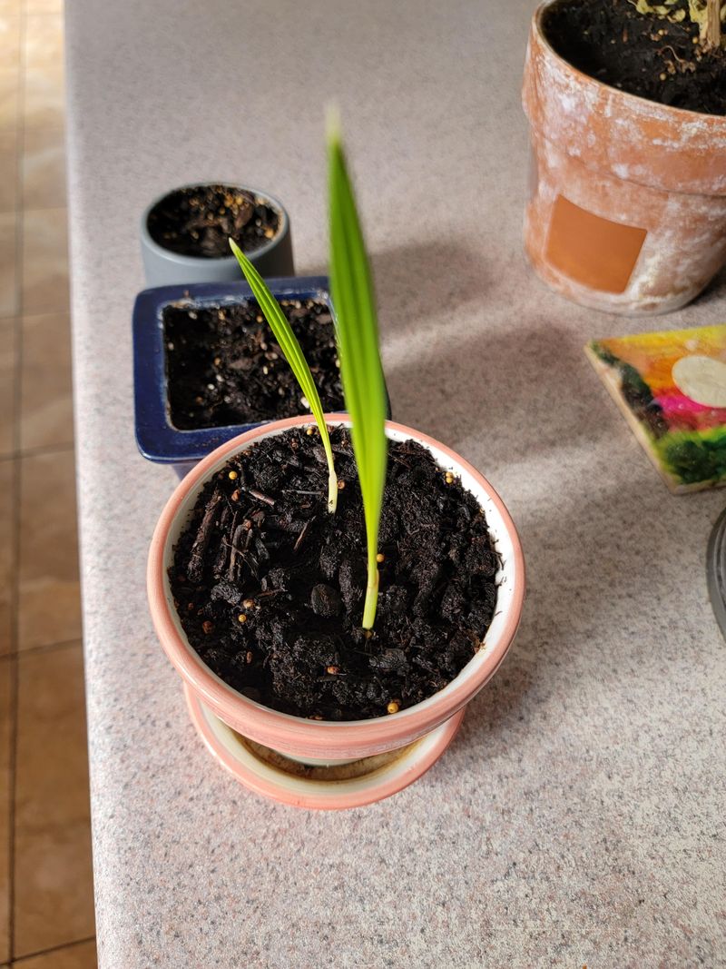 Seed Starter Pots