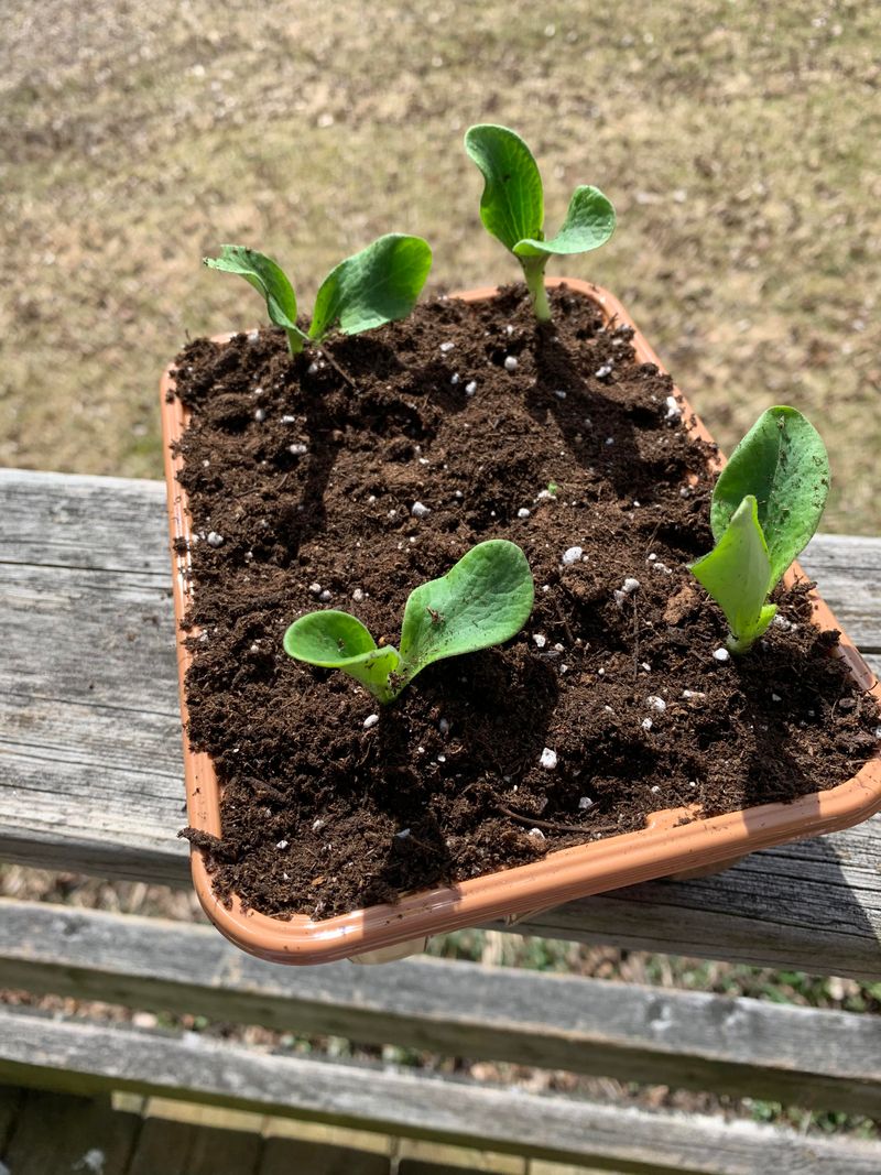 Seed Starter Pots