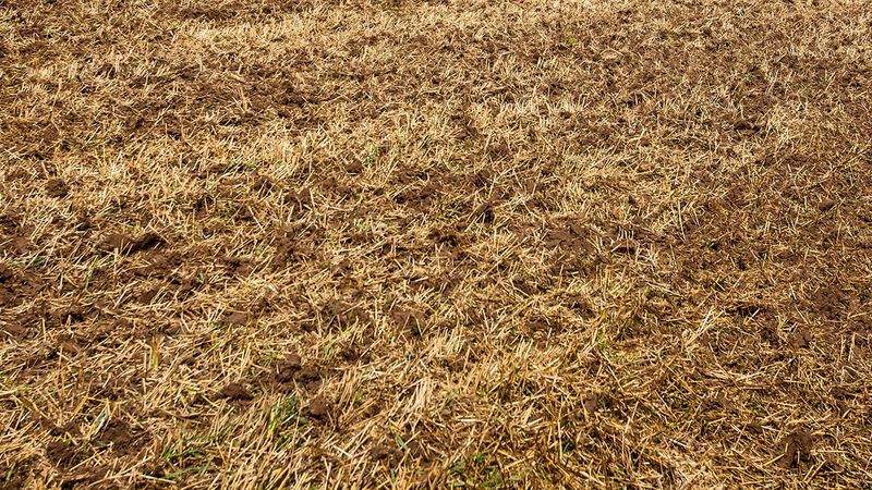 Seedbed Preparation