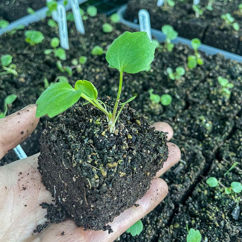 Seedling Containers