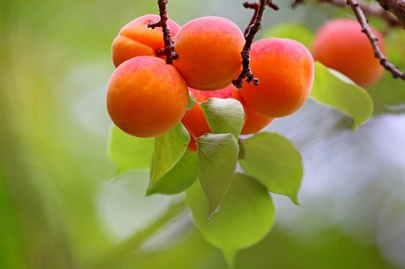 Select a Ripe Apricot