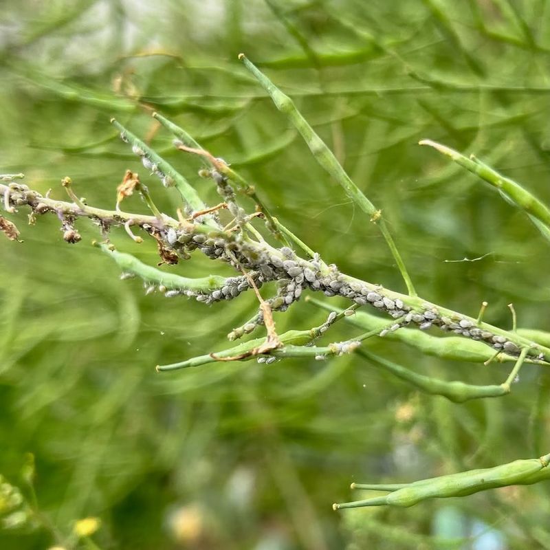 Selecting Disease-Resistant Varieties