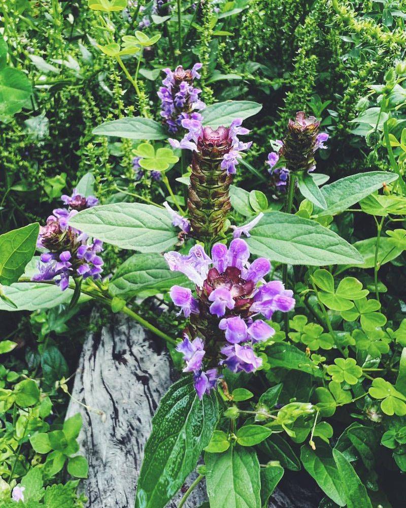 Self-Heal