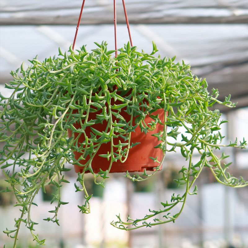 Senecio Peregrinus