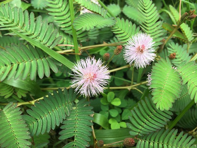 Sensitive Plant