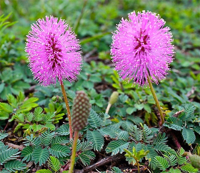 Sensitive Plant