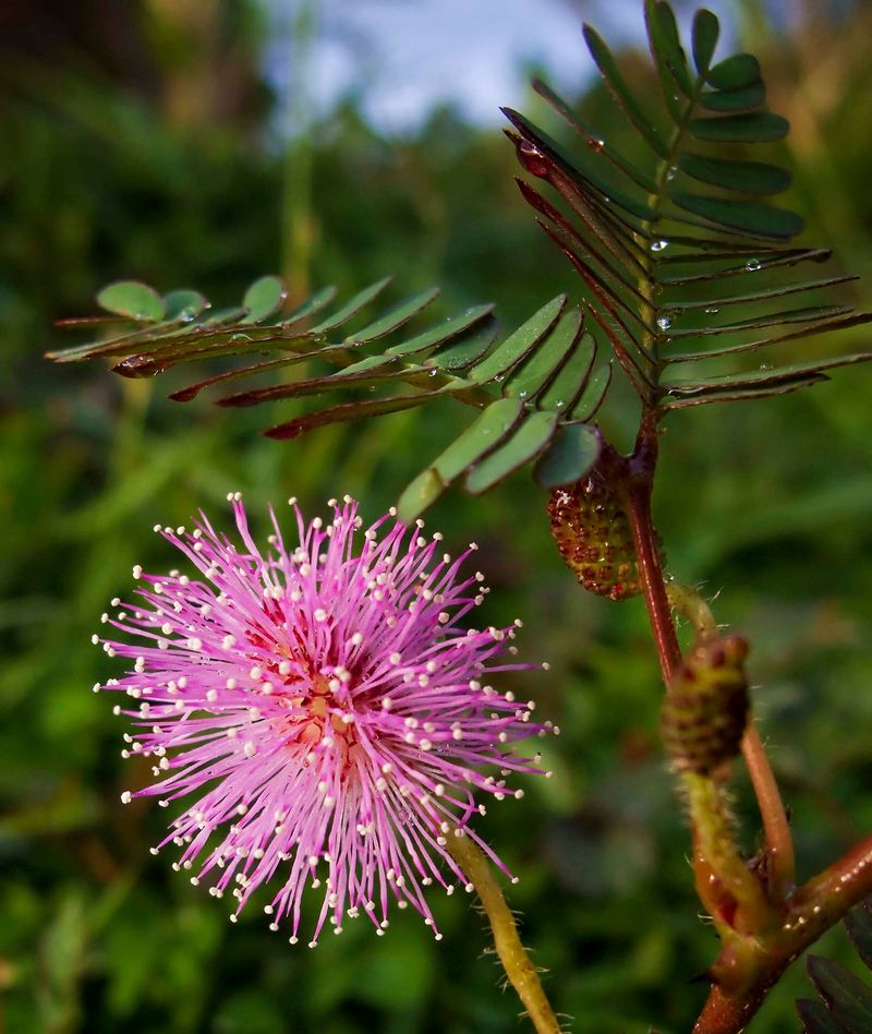 Sensitive Plant