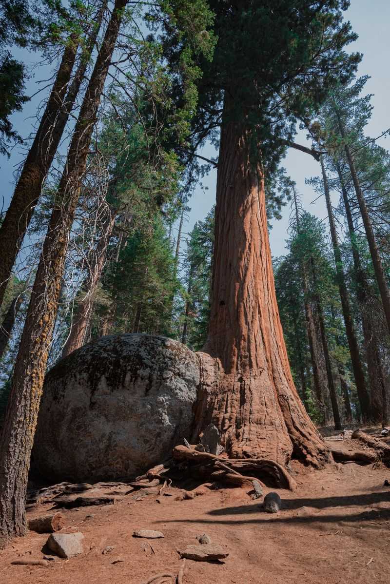 Sequoia Tree